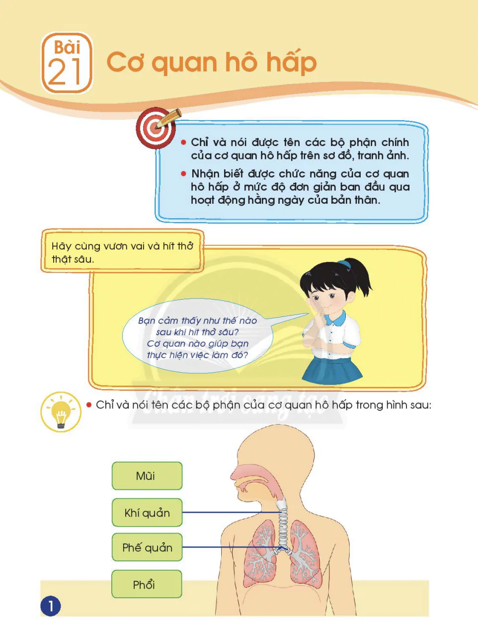 Bài 21: Cơ quan hô hấp