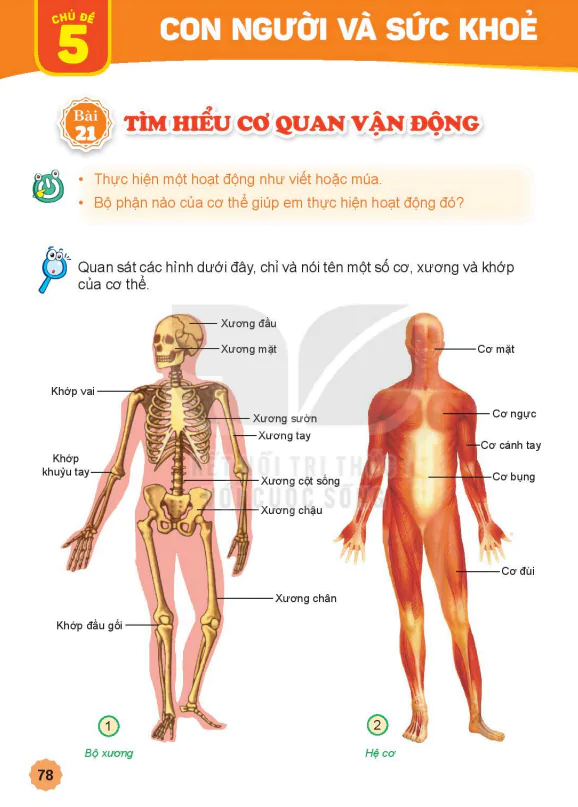 Bài 21: Tìm hiểu cơ quan vận động