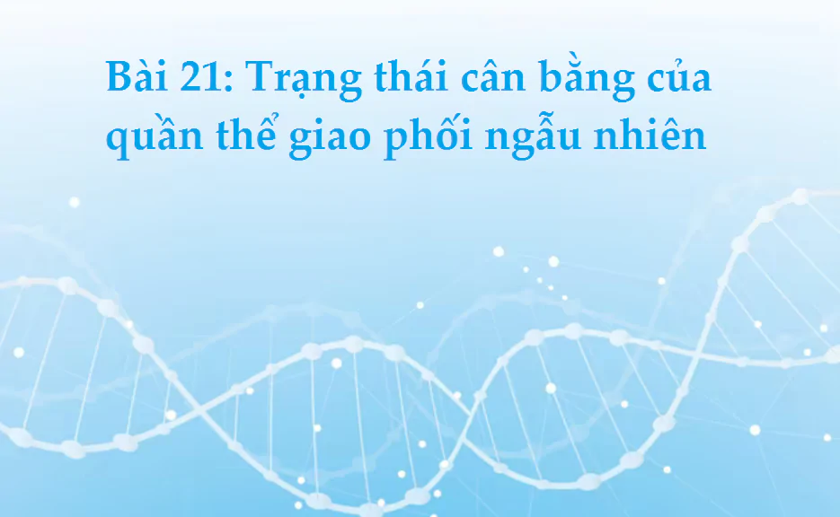 Bài 21: Trạng thái cân bằng của quần thể giao phối ngẫu nhiên