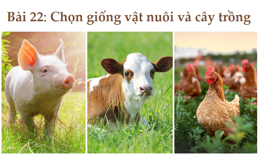 Bài 22: Chọn giống vật nuôi và cây trồng