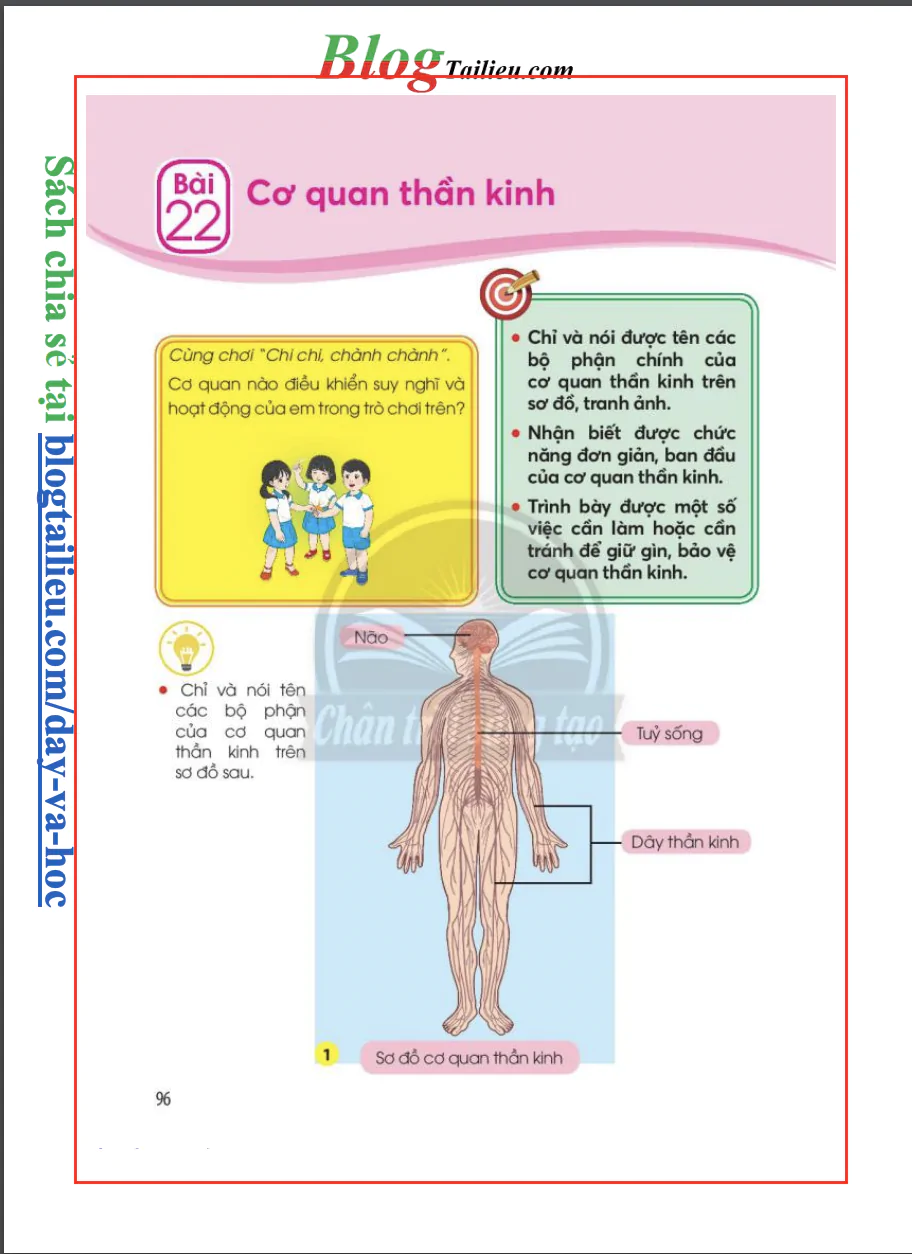 Bài 22: Cơ quan thần kinh