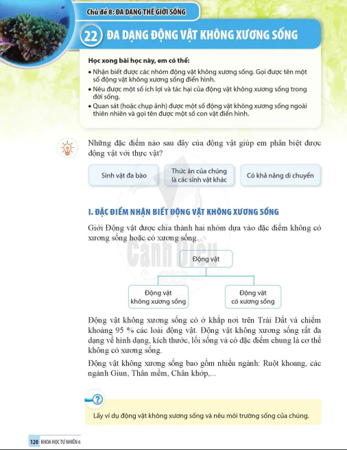 Bài 22. ĐA DẠNG ĐỘNG VẬT KHÔNG XƯƠNG SỐNG