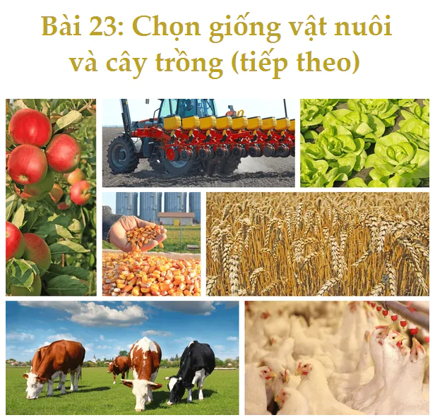 Bài 23: Chọn giống vật nuôi và cây trồng (tiếp theo)