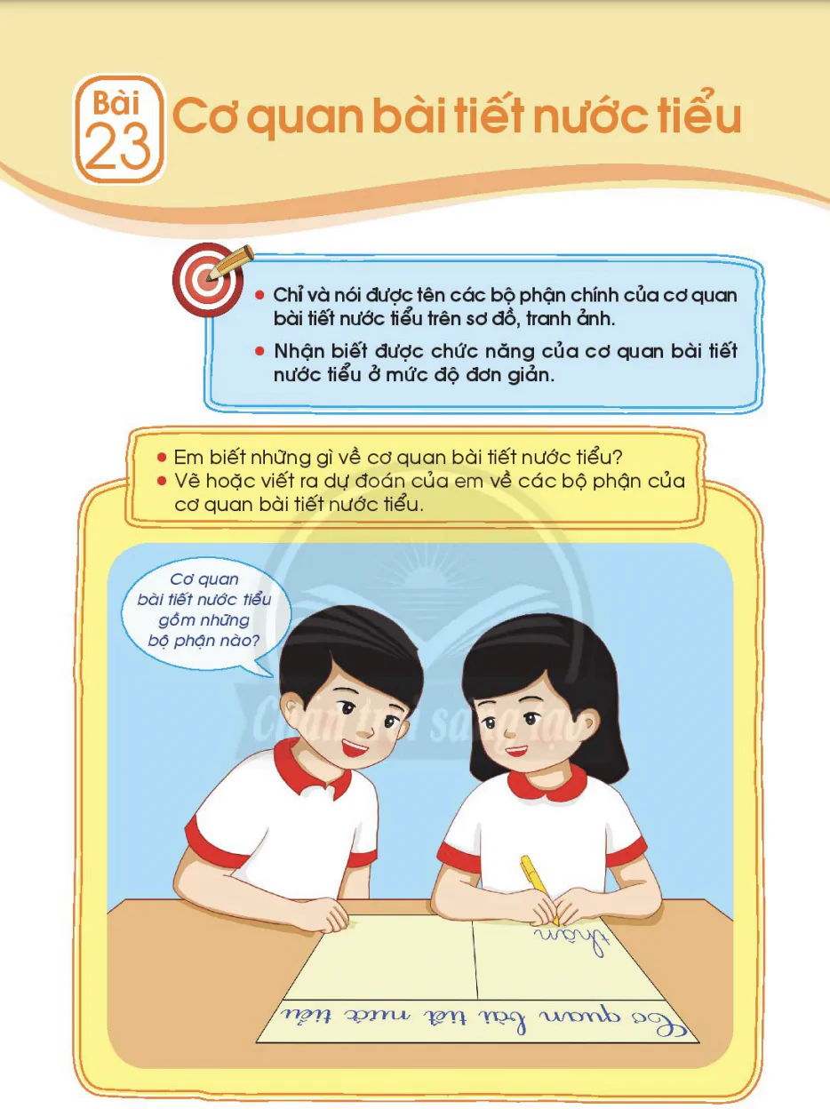Bài 23: Cơ quan bài tiết nước tiểu