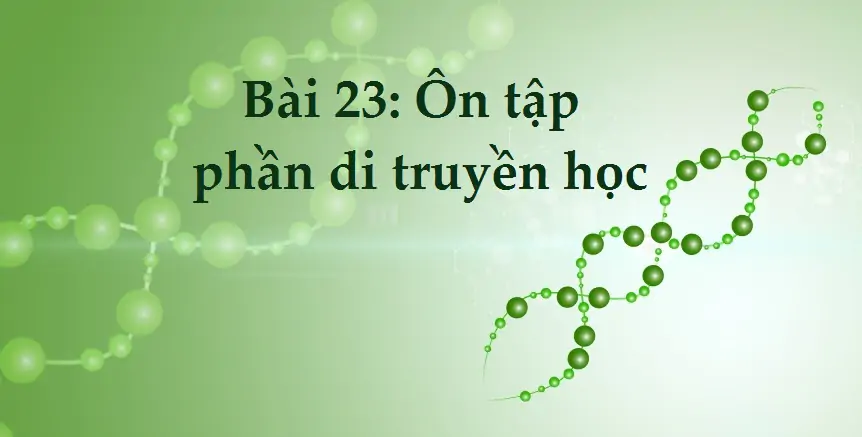 Bài 23: Ôn tập phần di truyền học