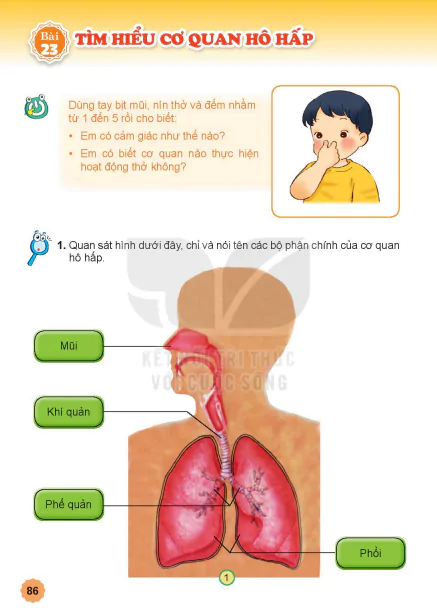 Bài 23: TÌM HIỂU CƠ QUAN HÔ HẤP
