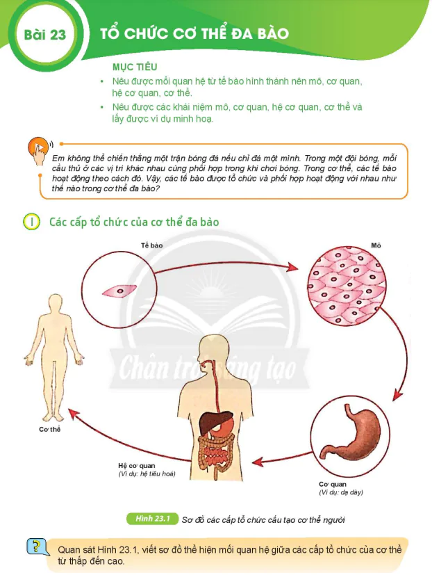 Bài 23: TỔ CHỨC CƠ THỂ ĐA BÀO