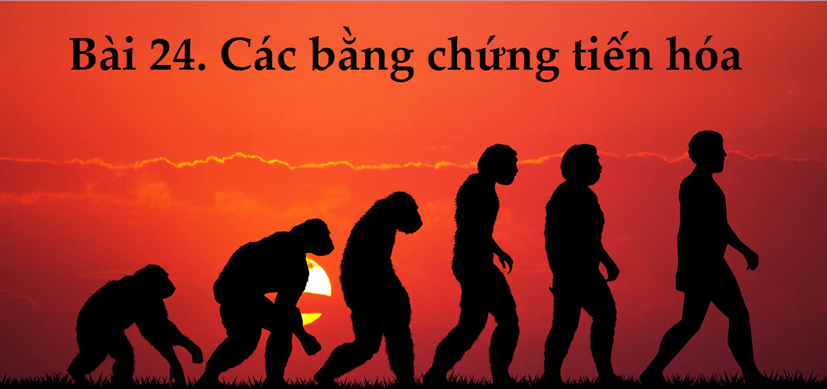 Bài 24. Các bằng chứng tiến hóa