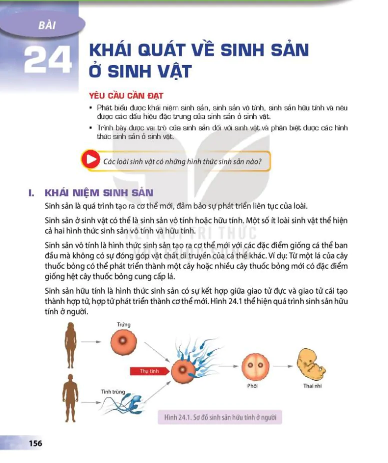 Bài 24: Khái quát về sinh sản ở sinh vật