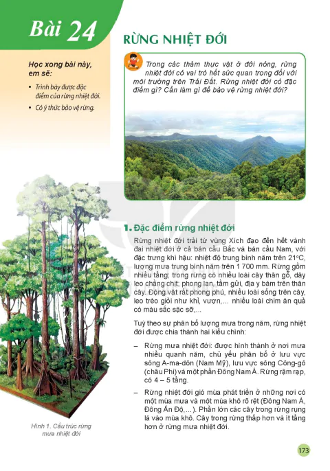 Bài 24: Rừng nhiệt đới