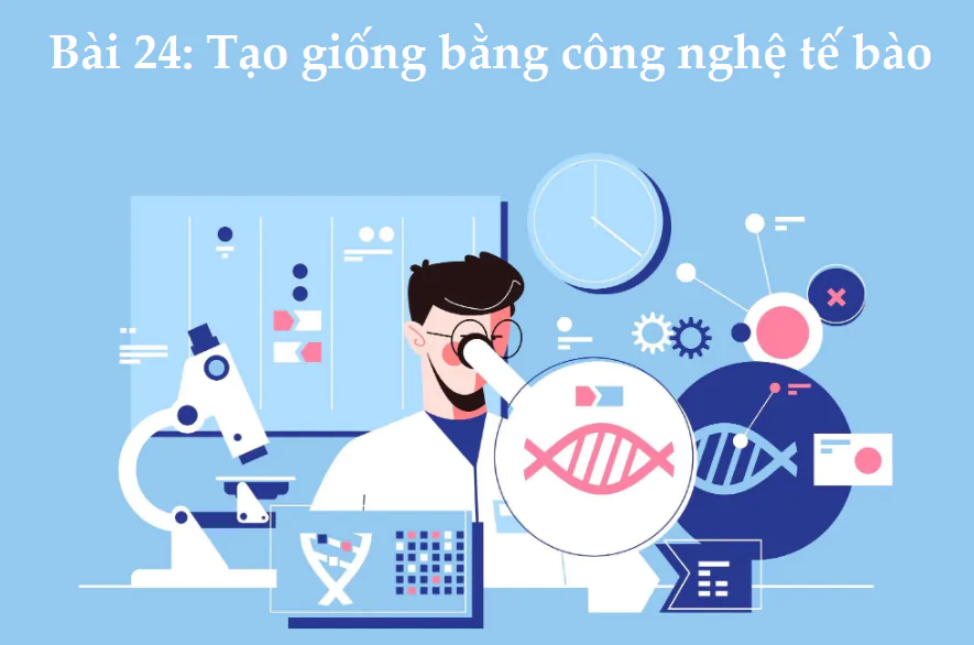 Bài 24: Tạo giống bằng công nghệ tế bào