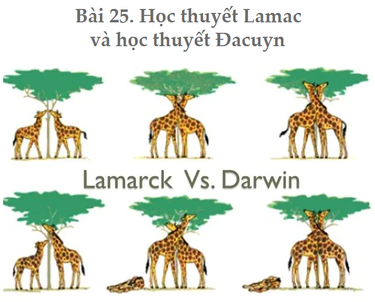 Bài 25. Học thuyết Lamac và học thuyết Đacuyn