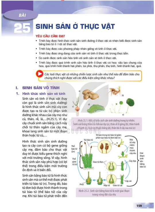 BÀI 25: SINH SẢN Ở THỰC VẬT