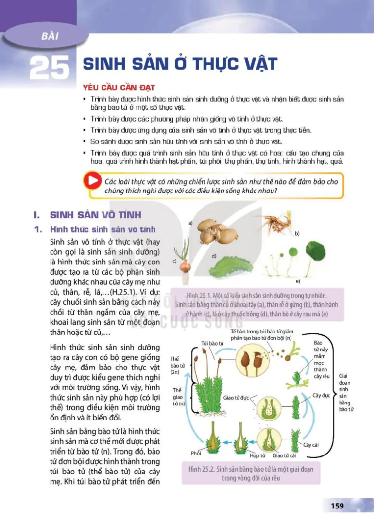 Bài 25: Sinh sản ở thực vật