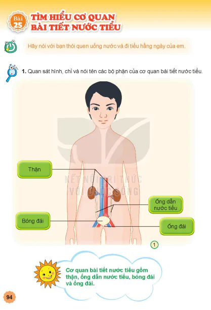 Bài 25: TÌM HIỂU CƠ QUAN BÀI TIẾT NƯỚC TIỂU