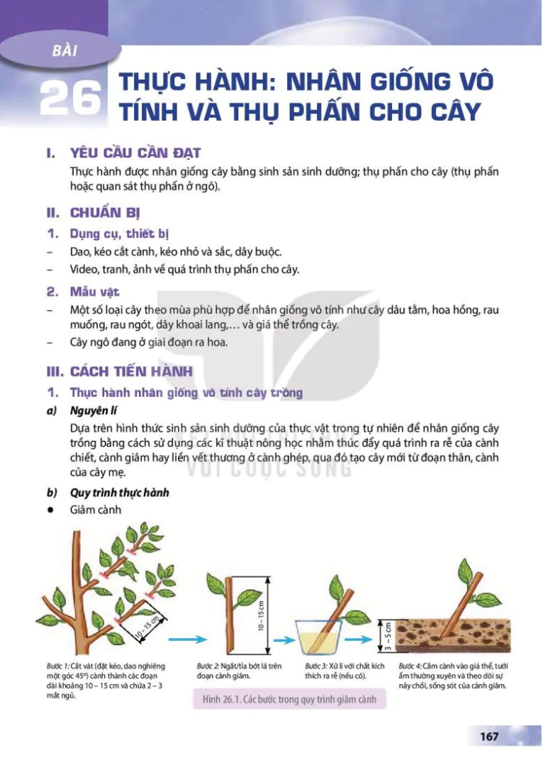 Bài 26: Thực hành: Nhân giống vô tính và thụ phấn cho cây