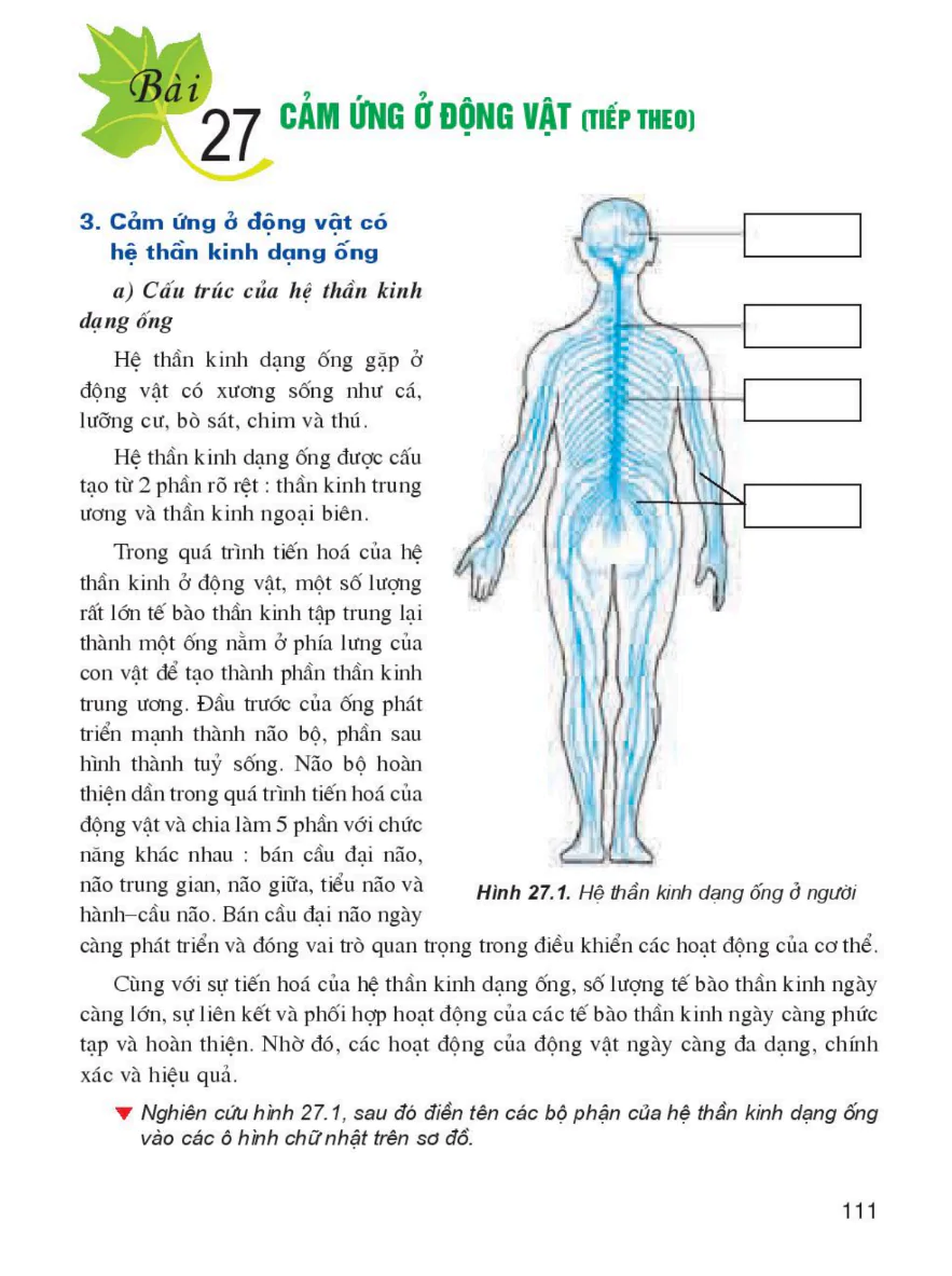 Bài 27: Cảm Ứng Ở Động Vật (Tiếp theo)