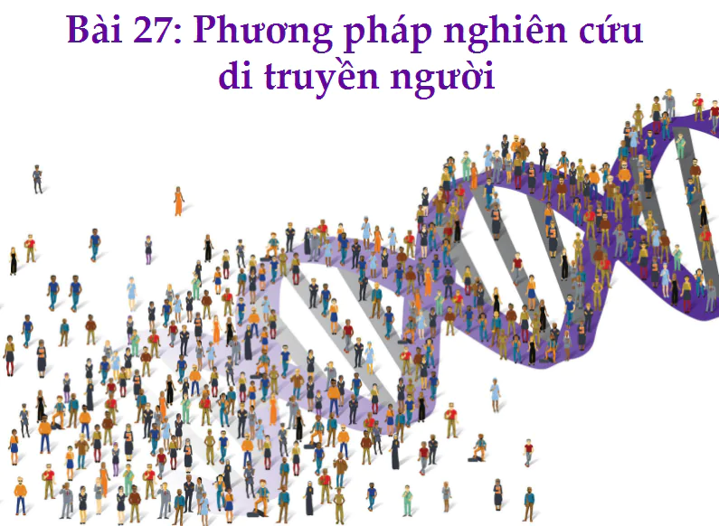 Bài 27: Phương pháp nghiên cứu di truyền người