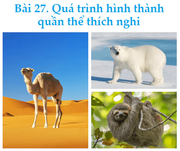 Bài 27. Quá trình hình thành quần thể thích nghi