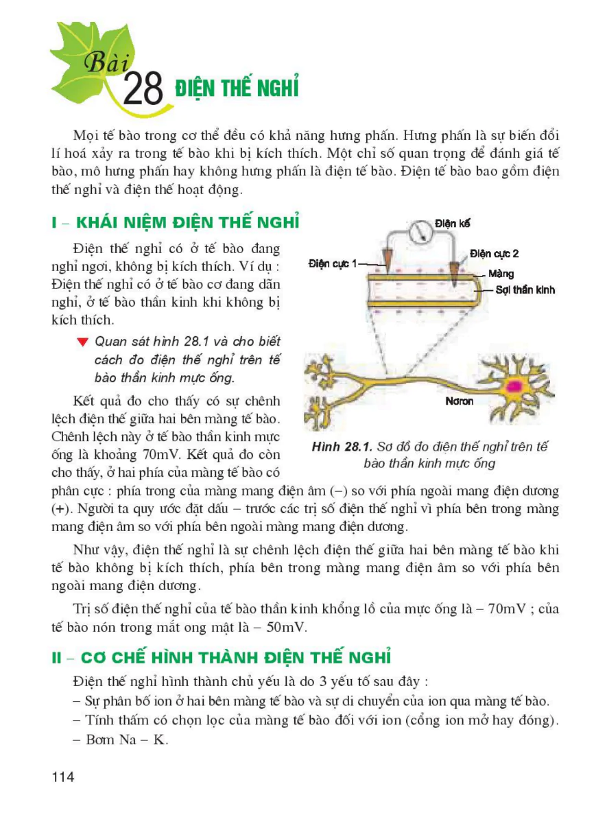 Bài 28: Điện Thế Nghỉ