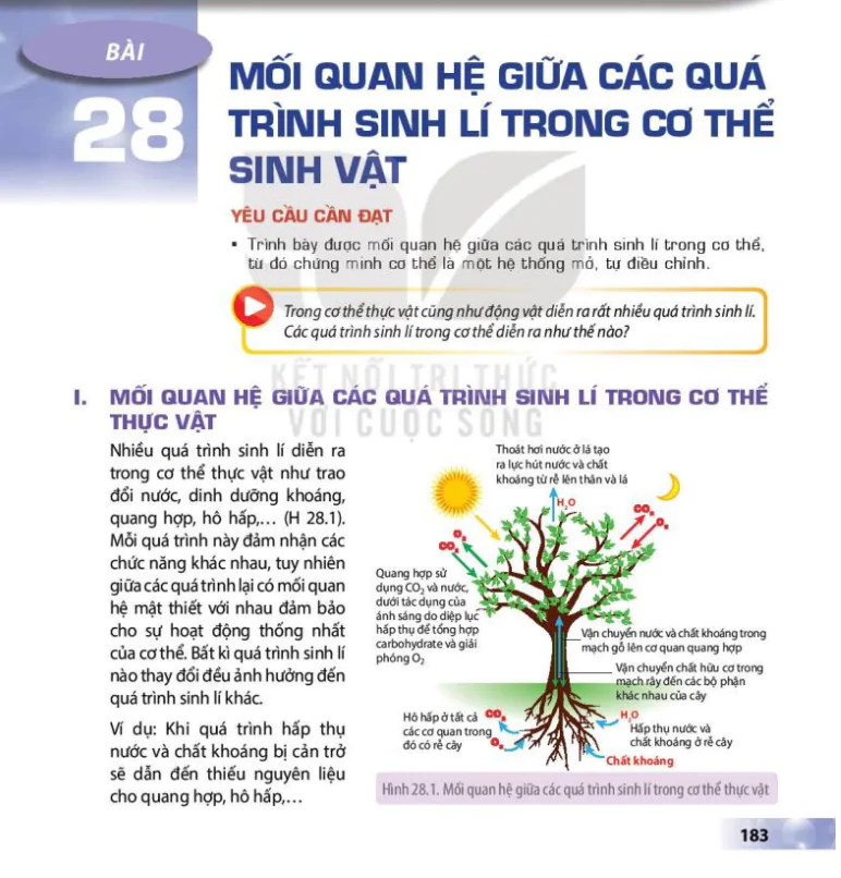 Bài 28: Mối quan hệ giữa các quá trình sinh lí trong cơ thể sinh vật