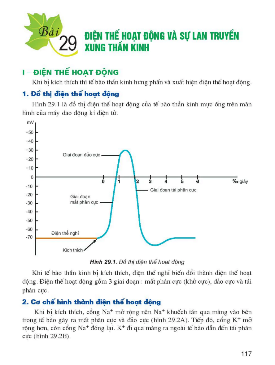Bài 29: Điện Thế Hoạt Động Và Sự Lan Truyền Xung Thần Kinh