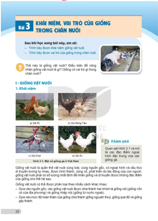 Bài 3: Khái niệm, vai trò của giống trong chăn nuôi