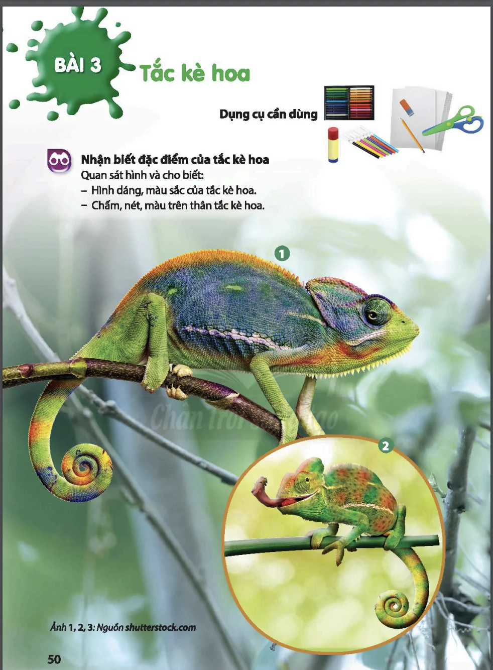Bài 3: Tắc kè hoa
