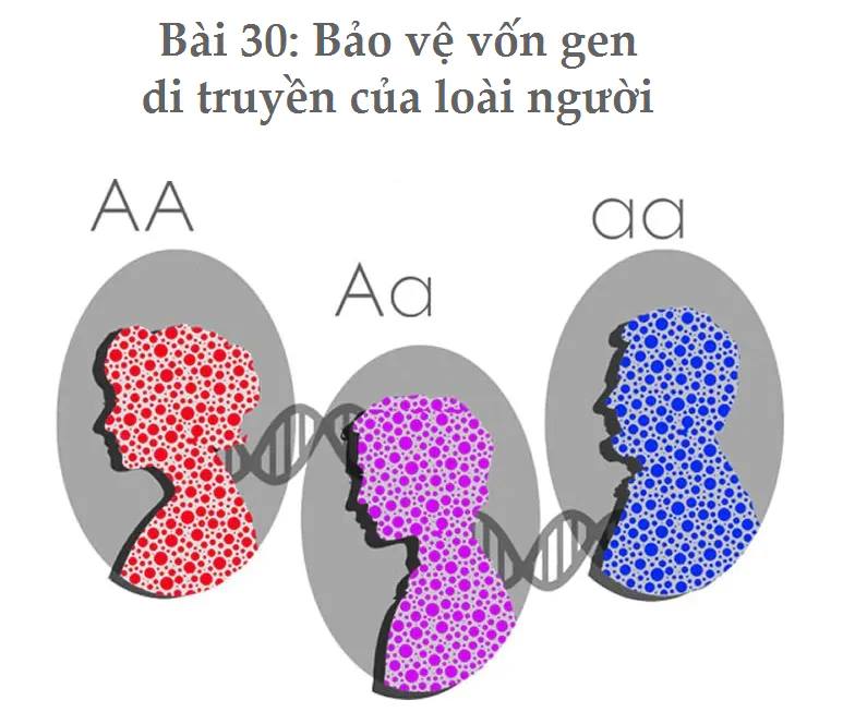 Bài 30: Bảo vệ vốn gen di truyền của loài người