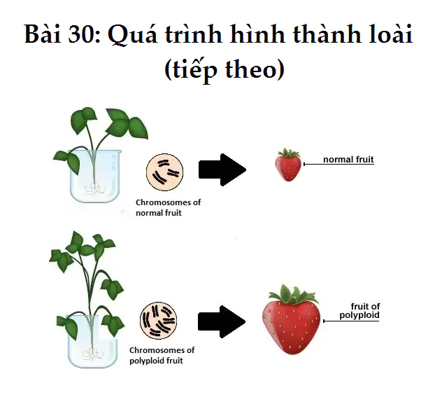 Bài 30: Quá trình hình thành loài (tiếp theo)