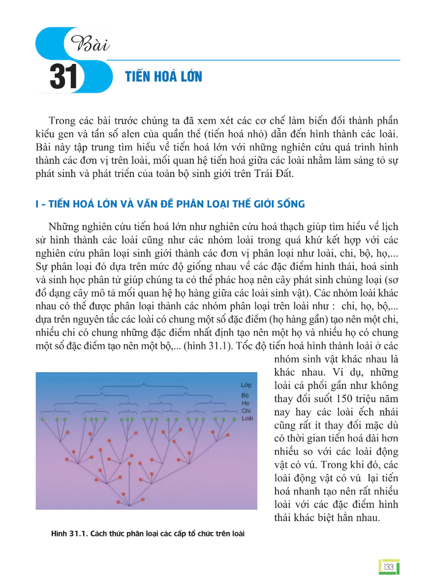Bài 31: Tiến Hóa Lớn