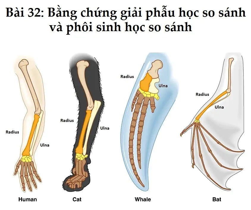 Bài 32: Bằng chứng giải phẫu học so sánh và phôi sinh học so sánh