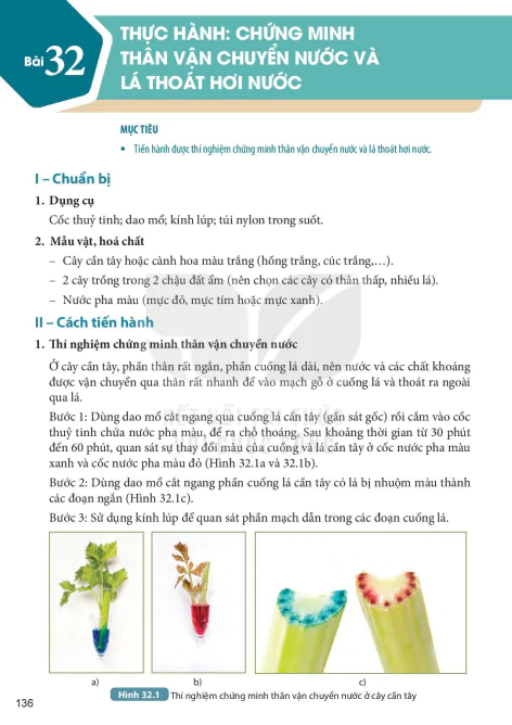 Bài 32: THỰC HÀNH: CHỨNG MINH THÂN VẬN CHUYỂN NƯỚC VÀ LÁ THOÁT HƠI NƯỚC