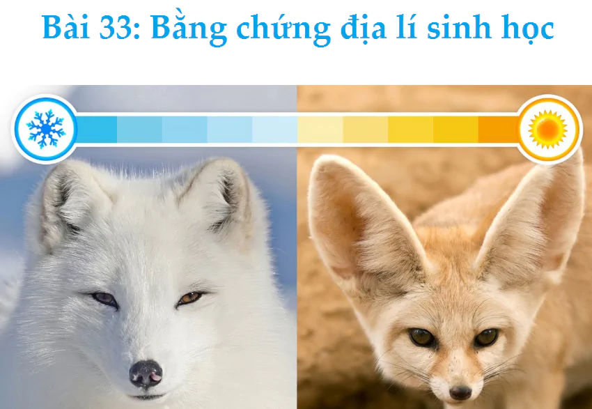 Bài 33: Bằng chứng địa lí sinh học