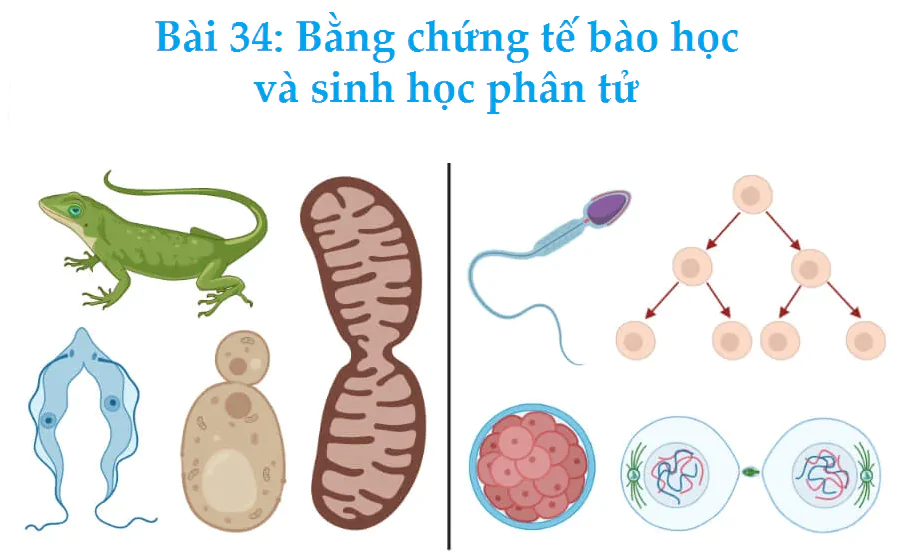 Bài 34: Bằng chứng tế bào học và sinh học phân tử