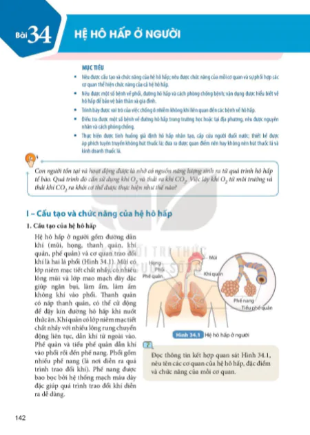 Bài 34 : Hệ hô hấp ở người