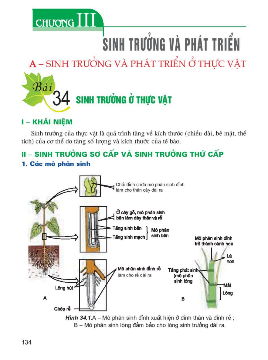 Bài 34: Sinh Trưởng Ở Thực Vật