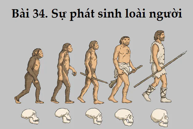 Bài 34. Sự phát sinh loài người