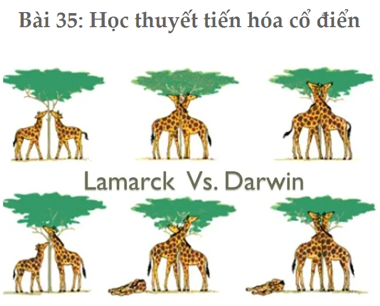 Bài 35: Học thuyết tiến hóa cổ điển