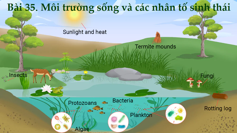 Bài 35. Môi trường sống và các nhân tố sinh thái