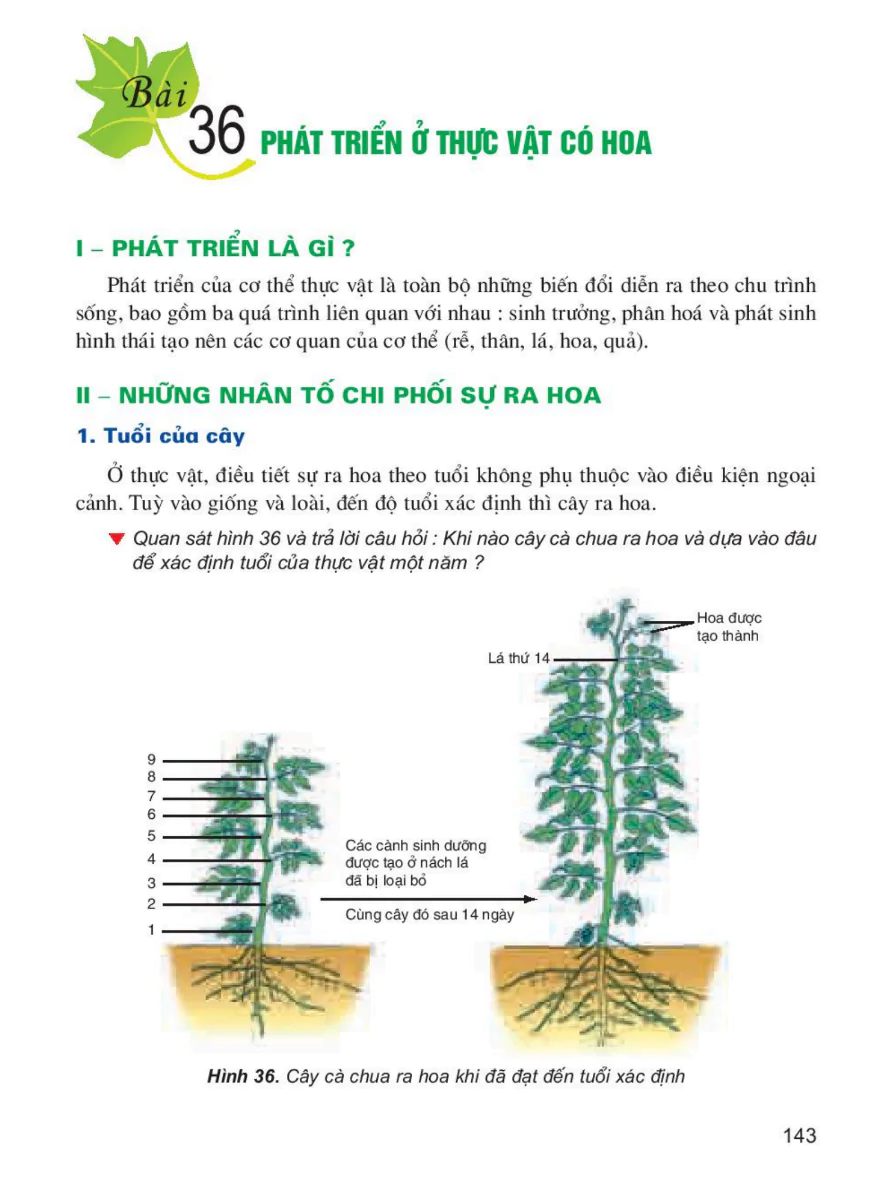 Bài 36: Phát Triển Ở Thực Vật Có Hoa