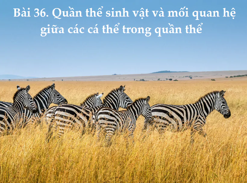 Bài 36. Quần thể sinh vật và mối quan hệ giữa các cá thể trong quần thể