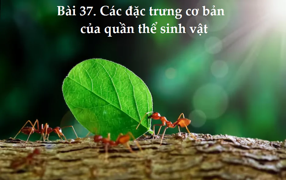 Bài 37. Các đặc trưng cơ bản của quần thể sinh vật
