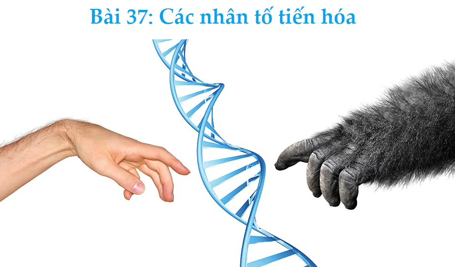 Bài 37: Các nhân tố tiến hóa