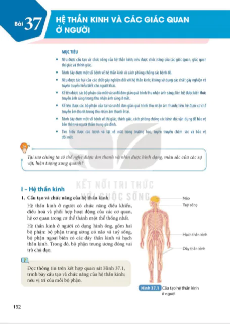 Bài 37 : Hệ thần kinh và các giác quan ở người
