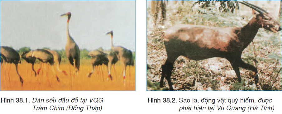 Bài 38. BẢO VỆ TÀI NGUYÊN SINH VẬT VIỆT NAM