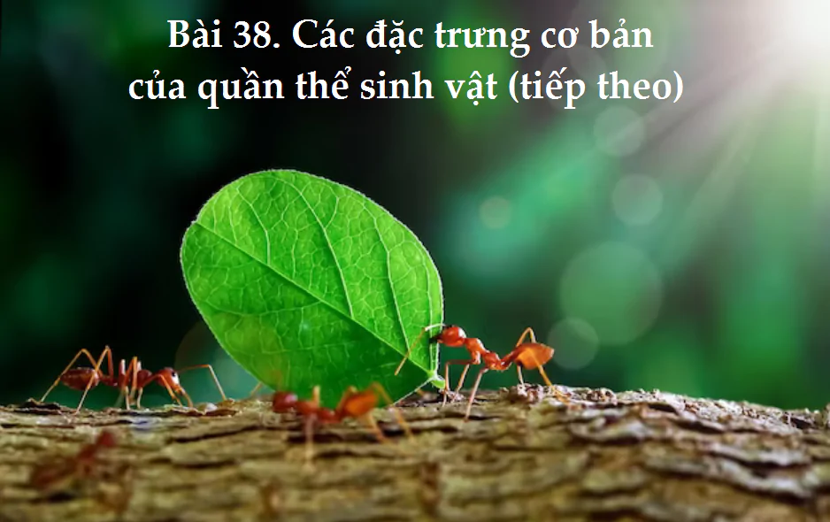 Bài 38. Các đặc trưng cơ bản của quần thể sinh vật (tiếp theo)