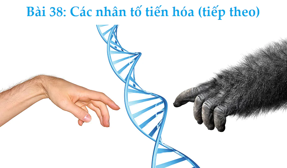 Bài 38: Các nhân tố tiến hóa (tiếp theo)