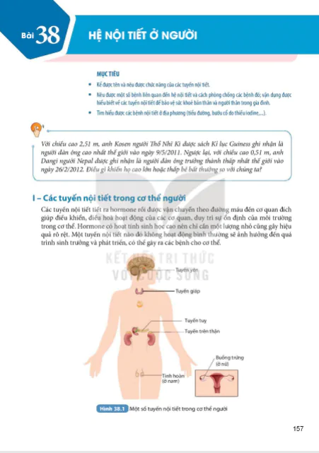 Bài 38 : Hệ nội tiết ở người