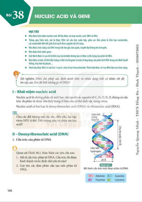 Bài 38 : Nucleic acid và gene